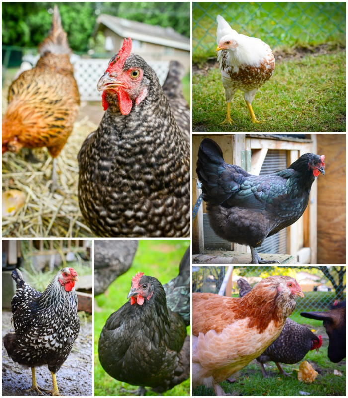 Herbs for chickens in SeedsNow-SeedBanks All-in-One Chicken Garden Variety Pack, showing fresh herb plants for poultry.