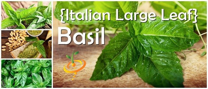 Italian Large Leaf Basil fresh green leaves with seeds and pesto ingredients collage
