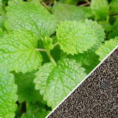 Lemon balm seeds from SeedsNow All-in-One Mosquito Repellent Garden Variety Pack, showing medium-sized seed packets for planting.