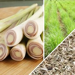 Lemon grass seeds from SeedsNow All-in-One Mosquito Repellent Garden Variety Pack, natural pest-repelling plant for gardens