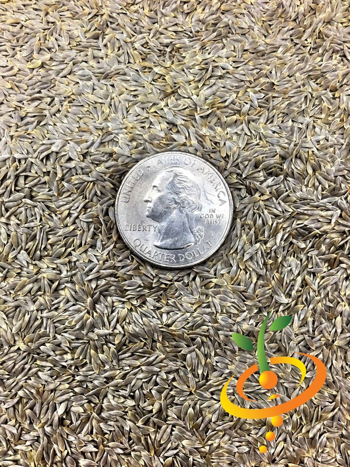 Crisphead lettuce seeds from SeedsNow, showing small green seed packets with leafy lettuce illustrations.