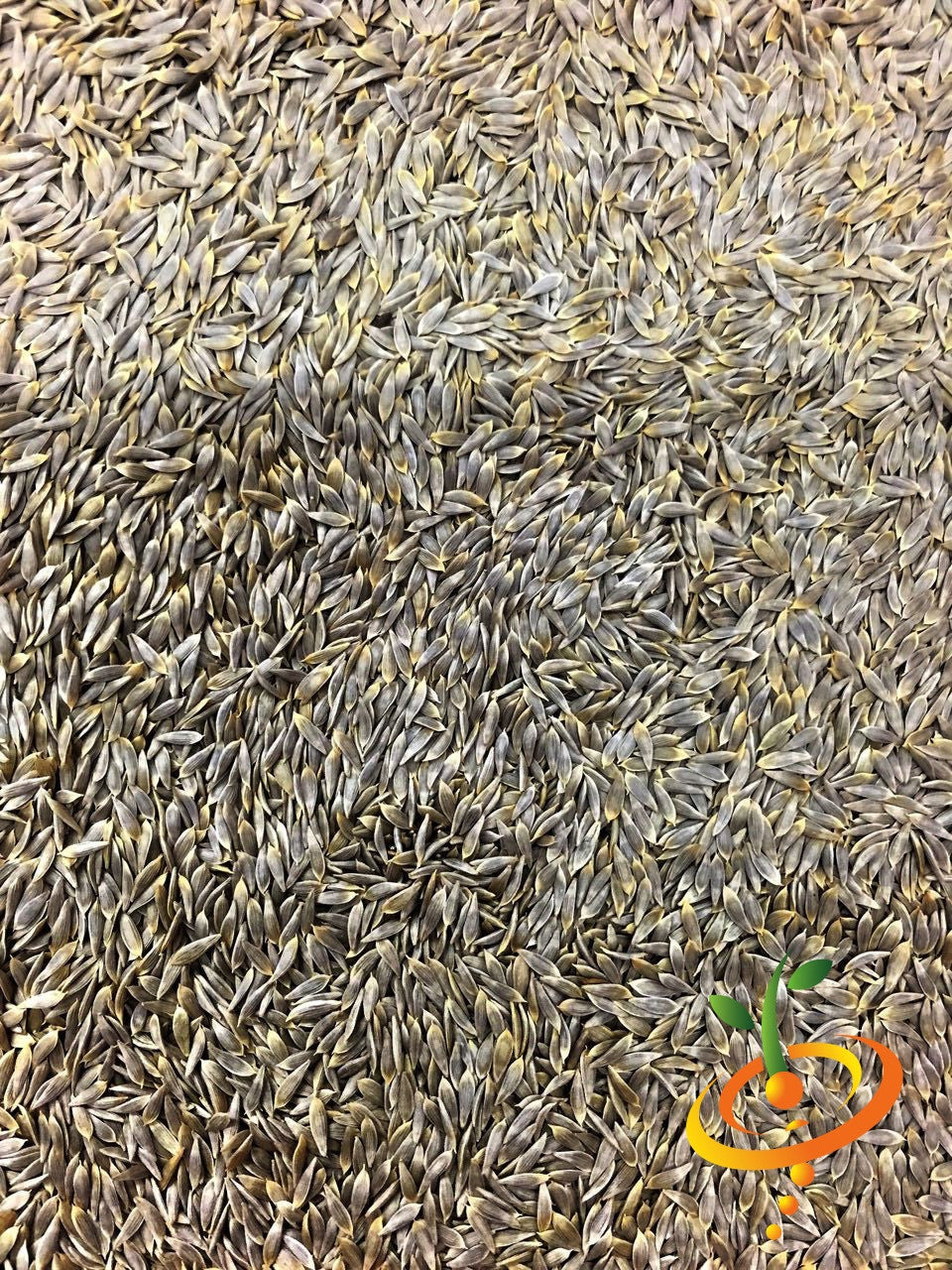 Crisphead lettuce seeds by SeedsNow for growing fresh, crunchy lettuce in home gardens or farms.