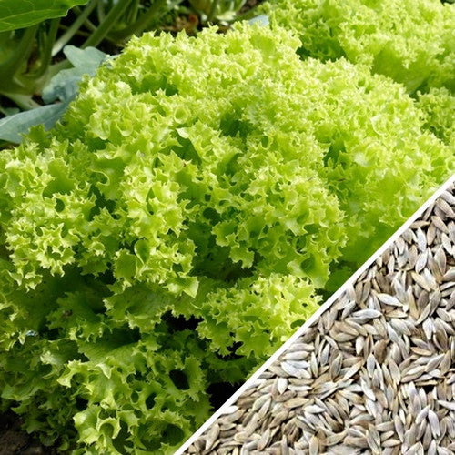 Lollo Bionda lettuce seeds from SeedsNow, small seed packets for growing crisp, tender lettuce in home gardens.