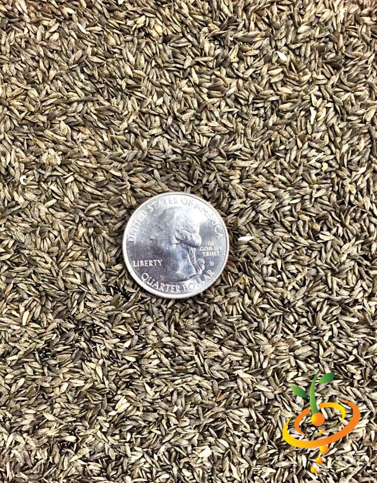 Salad Bowl Green Lettuce seeds with US quarter for size comparison