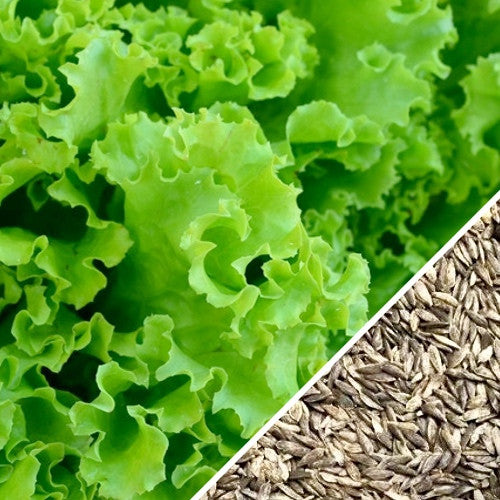 Salad Bowl Green Lettuce leaves with seeds close-up for gardening and fresh salads