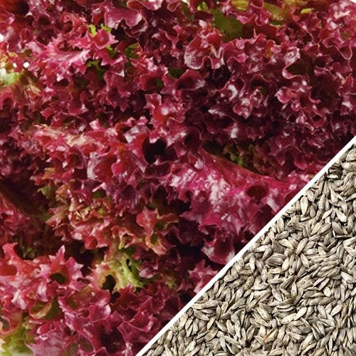 Close-up of red leaf Lettuce Salad Bowl with seeds in the corner