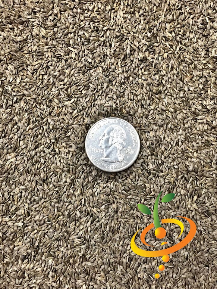 Close-up of small lettuce salad bowl red seeds with a US quarter for scale