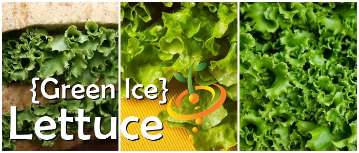 Green Ice lettuce seeds from SeedsNow, showing fresh green lettuce leaves with crisp, vibrant foliage.