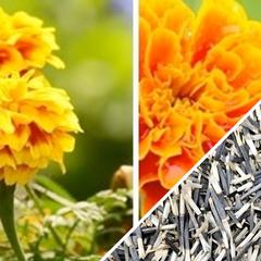 Marigold Crackerjack Mix seeds from SeedsNow-SeedBanks, a colorful variety pack for mosquito-repelling garden flowers.