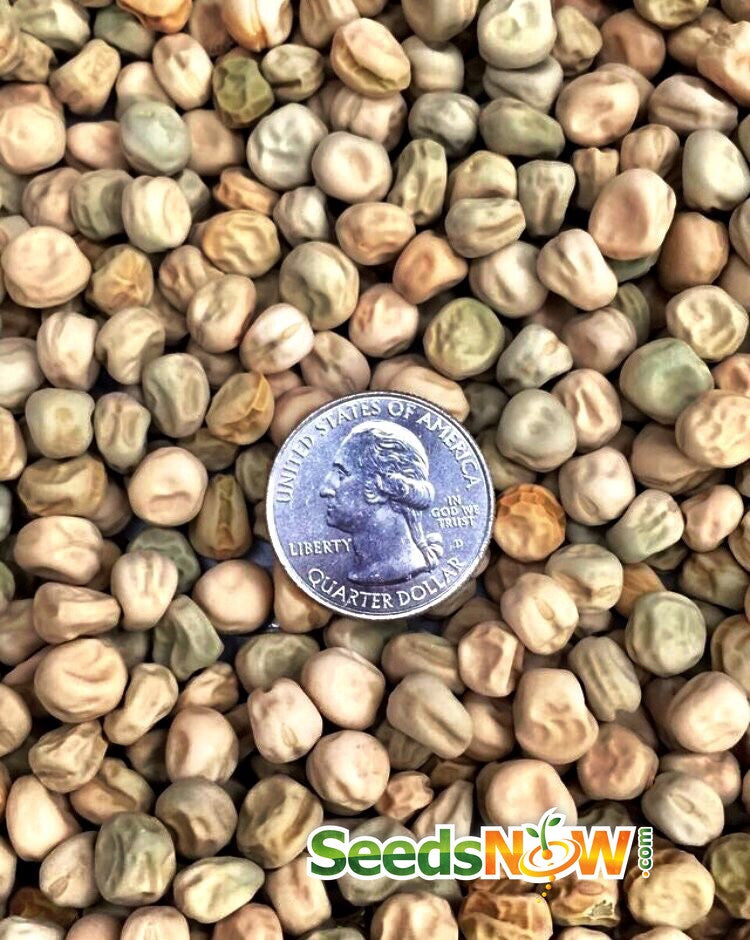 Oregon Giant snow pea seeds from SeedsNow, showing fresh green pea pods and seeds ready for planting.