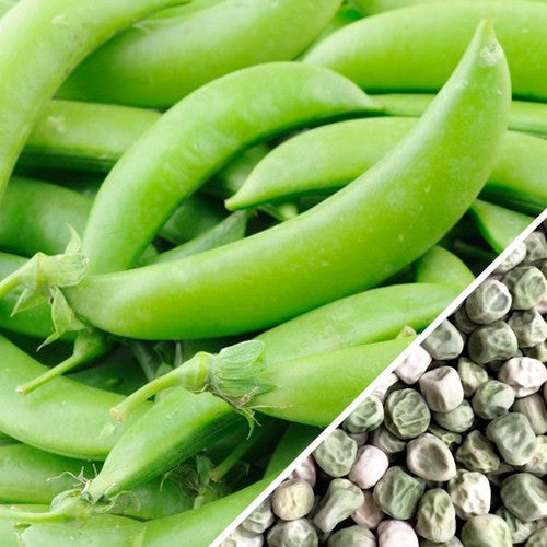 Close-up of fresh green sugar snap peas and pea seeds