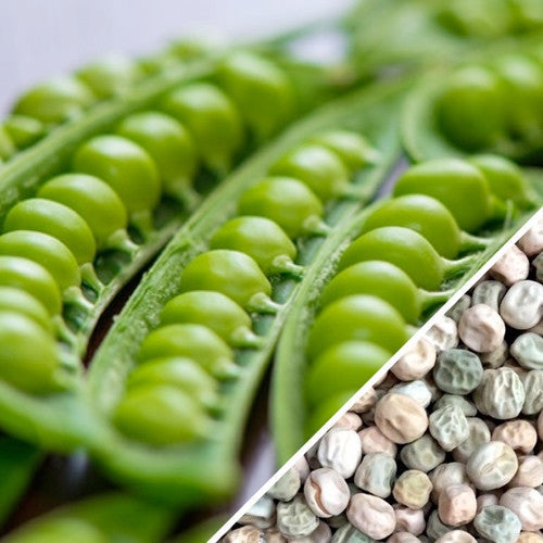 Close-up of fresh green peas and dried Wando seeds for planting