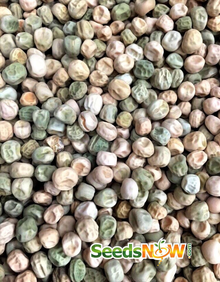 Close-up of Wando seeds pea variety with green and beige hues, ideal for warm and cold climates, bush type, highly productive.