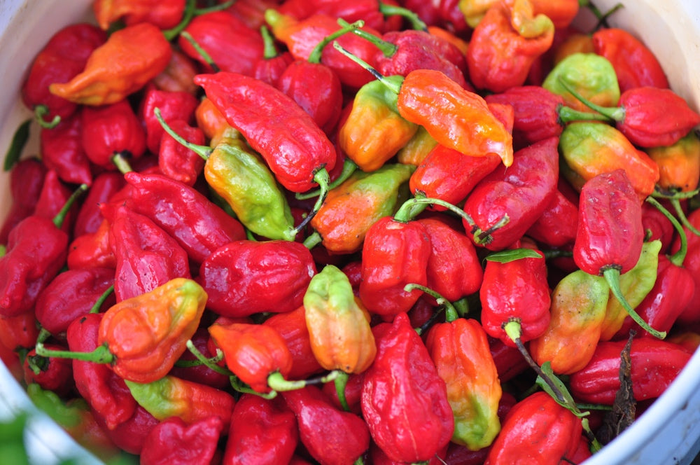 Pepper (Hot) - Ghost Chili/Bhut Jolokia π₯π₯π₯π₯π₯π₯π₯΅ (HYBRID) - SeedsNow.com