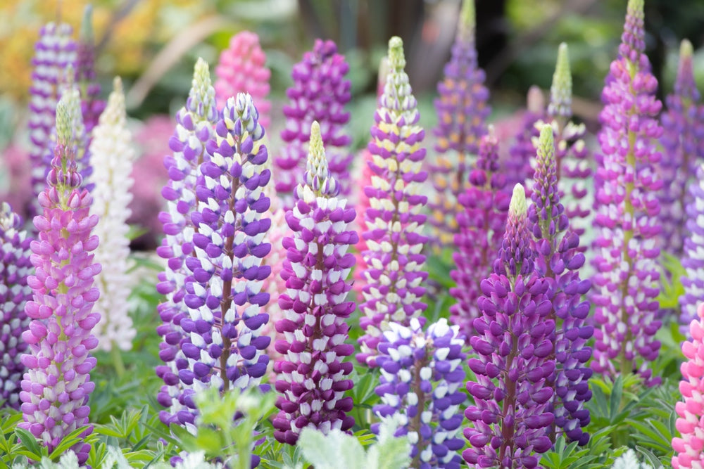 Assorted Russell Lupine flower seeds from SeedsNow-Flowers, showing colorful seed packets with lupine plant illustrations.
