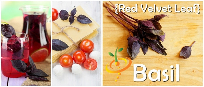 Red Velvet Leaf Basil seeds from SeedsNow, showing vibrant red velvet basil leaves with green stems and foliage.