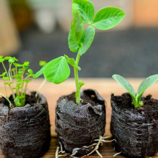 Seedlings sprouting in small black soil pods from Mega Seed Bank collection for survival and replanting