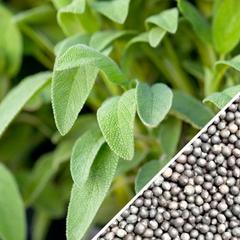 All-in-One Mosquito Repellent Garden Variety Pack with broadleaf sage seeds from SeedsNow-SeedBanks, ready for planting.