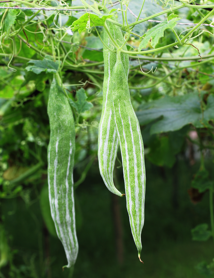 Long Snake gourd seeds from SeedsNow, showing fresh seeds ready for planting in a natural setting.