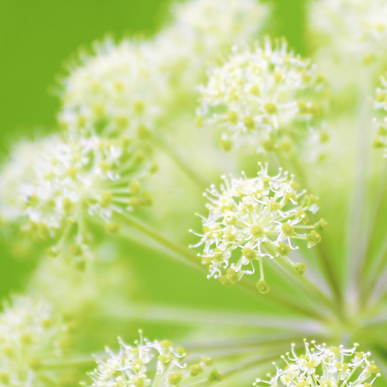 Angelica Wild Celery Holy Ghost seeds for sale online in the USA