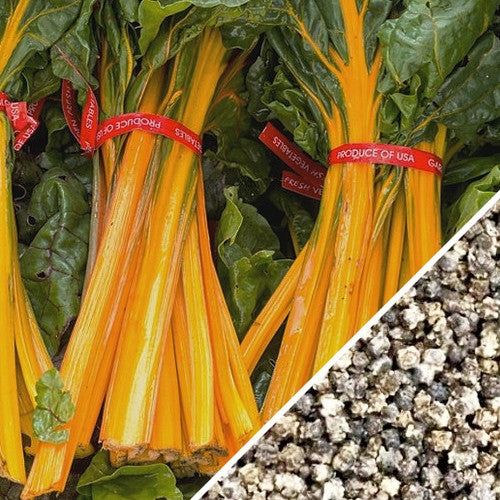 Swiss Chard - Orange.