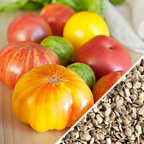 Colorful Heritage Rainbow Mix indeterminate tomato seeds from SeedsNow, showcasing vibrant heirloom tomato varieties.