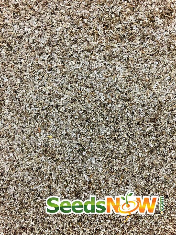 Close-up of white yarrow seeds from SeedsNow for medicinal herb planting