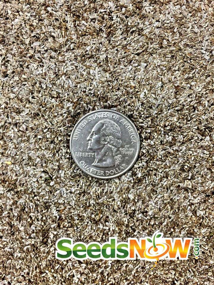 Close-up of white yarrow seeds with US quarter for scale from SeedsNow.com