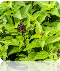 Thai basil seeds from SeedsNow, fresh green basil leaves with purple stems, ideal for cooking or planting in a garden.