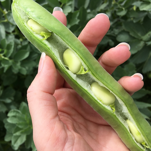 Buy Aguadulce Fava Beans online! A cold-hardy broad-bean, 4' bush-type plant. Shop for USA-quality heirloom organic non-GMO seeds to plant in your organic garden!