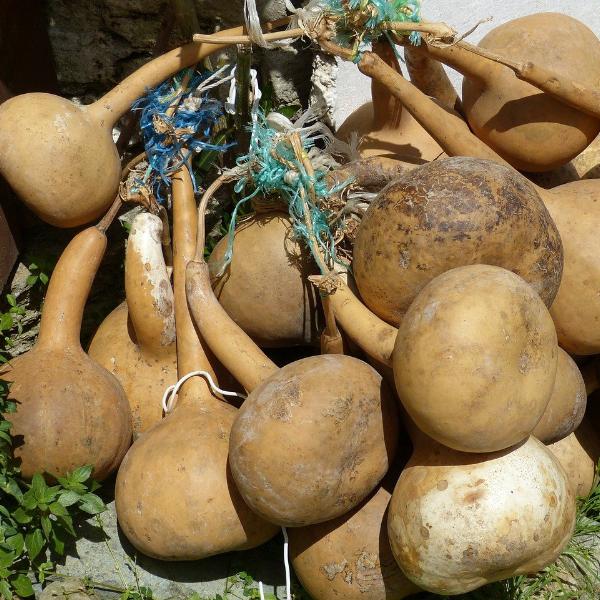 Long-handled gourd dipper with seeds, natural calabash gourd for traditional use, by SeedsNow, shown in the image.
