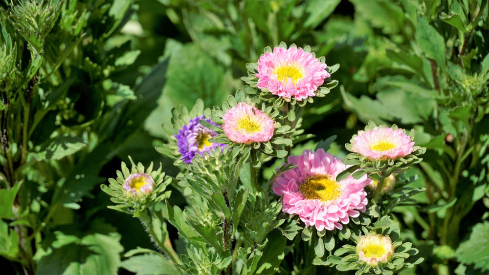 Aster flower seeds from Crego Mix by SeedsNow-Flowers, showing colorful mixed aster seed packets on a white background.