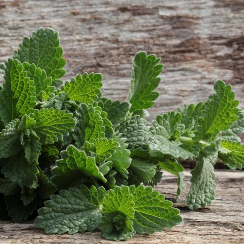 Catnip seeds from SeedsNow-All-in-One Mosquito Repellent Garden Variety Pack, natural plant for repelling mosquitoes in your garden.