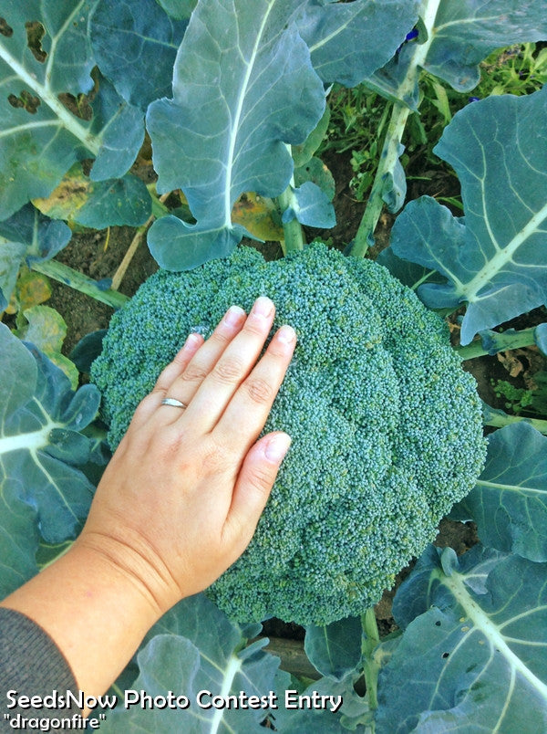 Fresh green Waltham broccoli from SeedsNow, shown in a vibrant image highlighting the healthy vegetable's florets and stems.