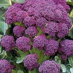 Early Purple broccoli seeds from SeedsNow, showing vibrant green broccoli florets and purple stems on a gardening background.