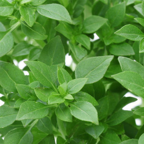 Greek basil seeds from SeedsNow, small round seeds ideal for growing fragrant basil plants in herb gardens.