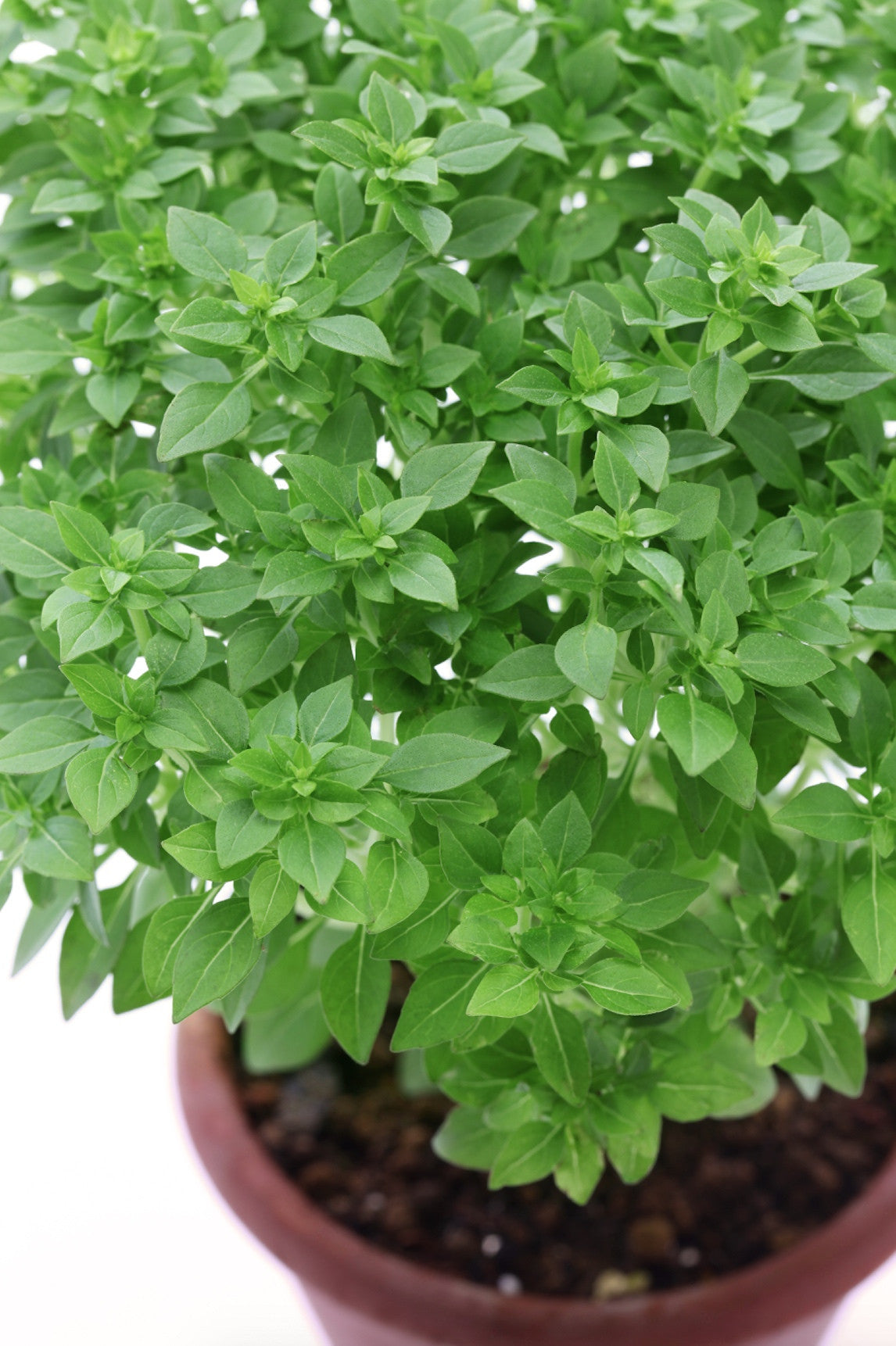 Fresh Greek basil seeds from SeedsNow, showing small, green basil seed packets ideal for garden planting or indoor herb growth.
