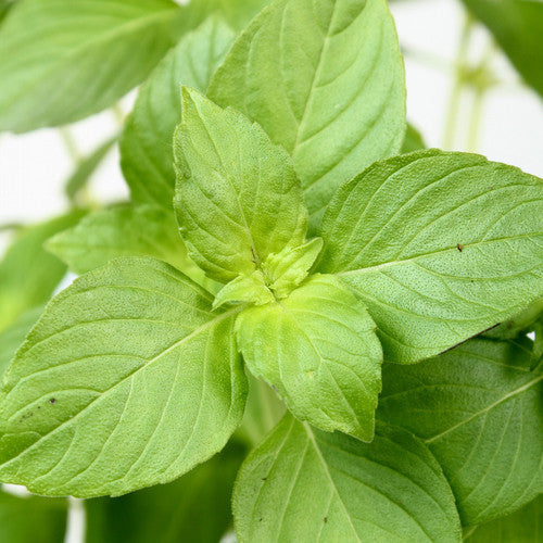 Lemon basil seeds from SeedsNow, showing small seeds for growing lemon-flavored basil plant.