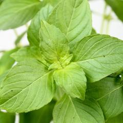 All-in-One Mosquito Repellent Garden Variety Pack with lemon basil plant in a garden setting, grown by SeedsNow-SeedBanks.