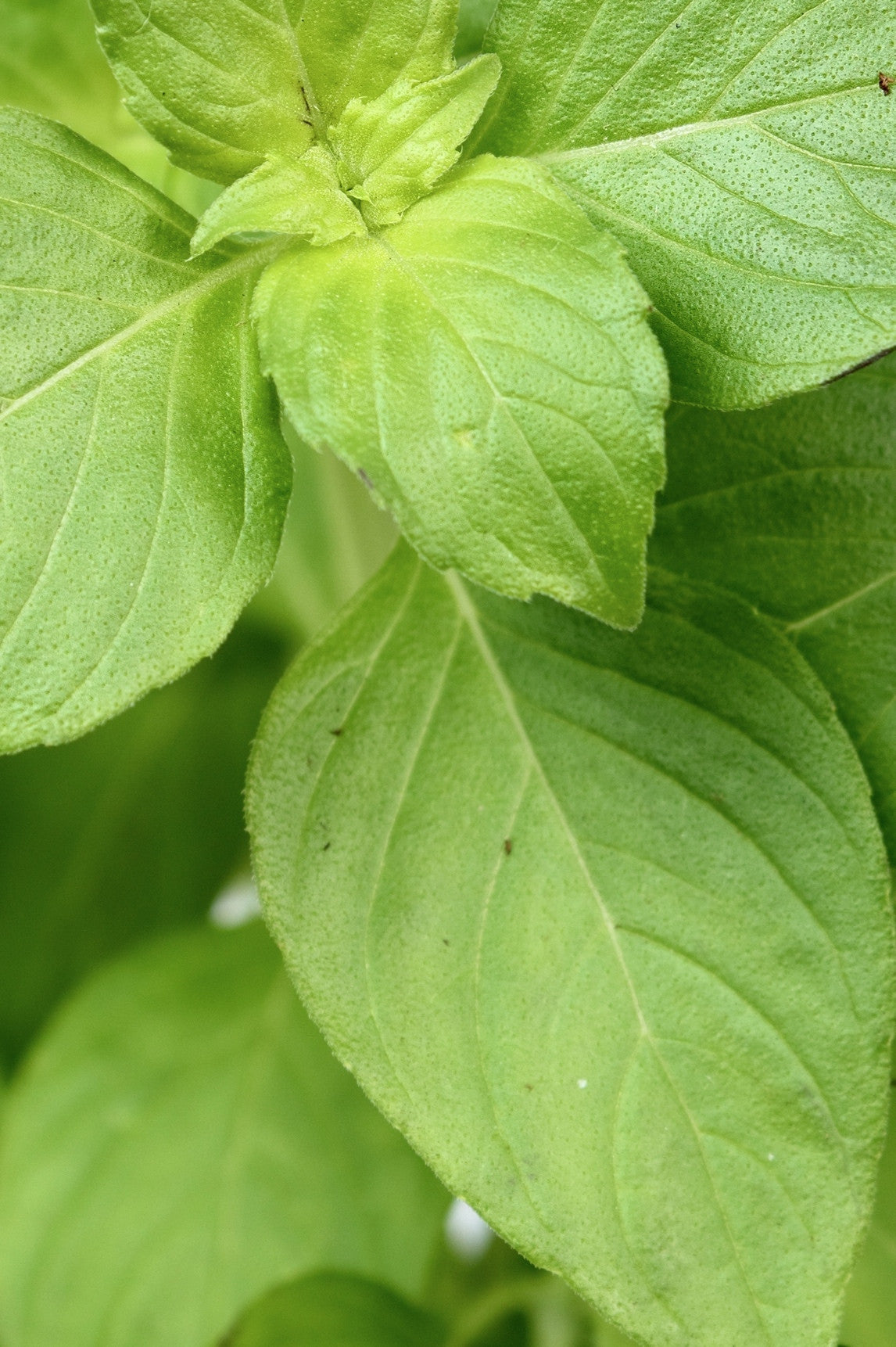 Lemon basil seeds from SeedsNow, small brown seeds for growing fragrant lemon-flavored basil plants.
