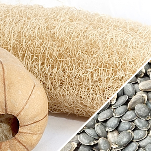 Luffa gourd seeds from SeedsNow, ready for planting, with small seeds in a clear container.