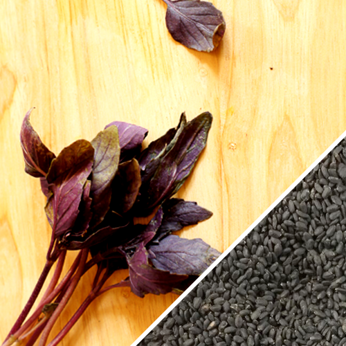 Red Velvet Basil seeds from SeedsNow, showing vibrant red velvet basil leaves and seeds in a natural setting.