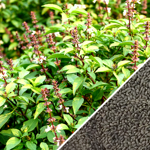Thai basil seeds from SeedsNow, showing small non-GMO basil seeds ideal for herb gardening and culinary use.
