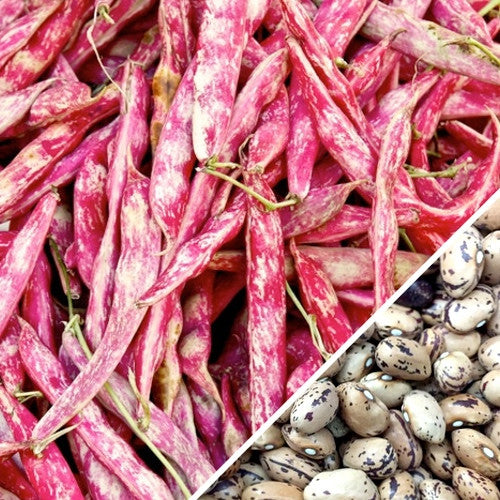 Non-GMO Borlotti bush bean seeds from SeedsNow, showing vibrant seeds and packaging for planting.
