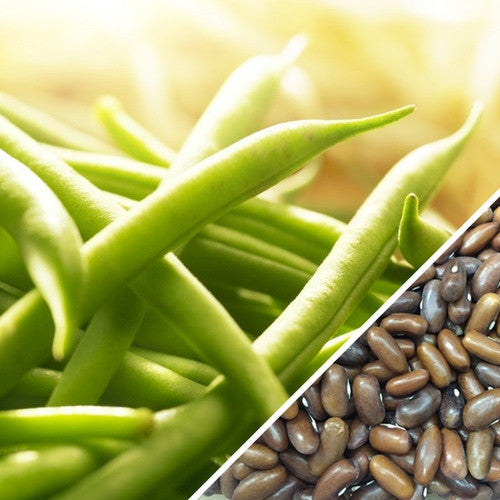 Non-GMO bush bean plant from Landreth Seeds, showing healthy green bean pods and lush foliage.