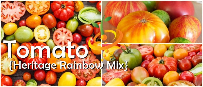 Colorful Heritage Rainbow Mix indeterminate tomato seeds from SeedsNow, showing vibrant ripe tomatoes on the vine.