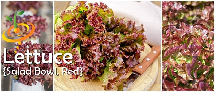 Fresh red leaf Lettuce Salad Bowl variety with curly edges, displayed whole and in close-up.
