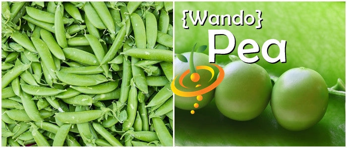 Close-up of fresh green Wando pea pods and peas on plant with Wando Pea text overlay
