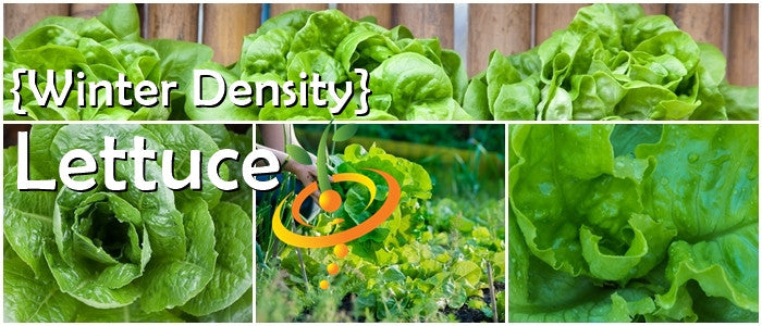 Fresh winter density lettuce seeds from SeedsNow, showing vibrant green seed packets for garden planting.