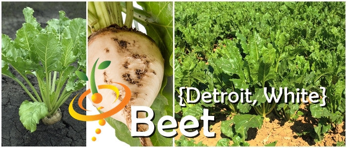 White Detroit Beet roots and green leafy tops growing in soil with Beet - Detroit seeds text overlay
